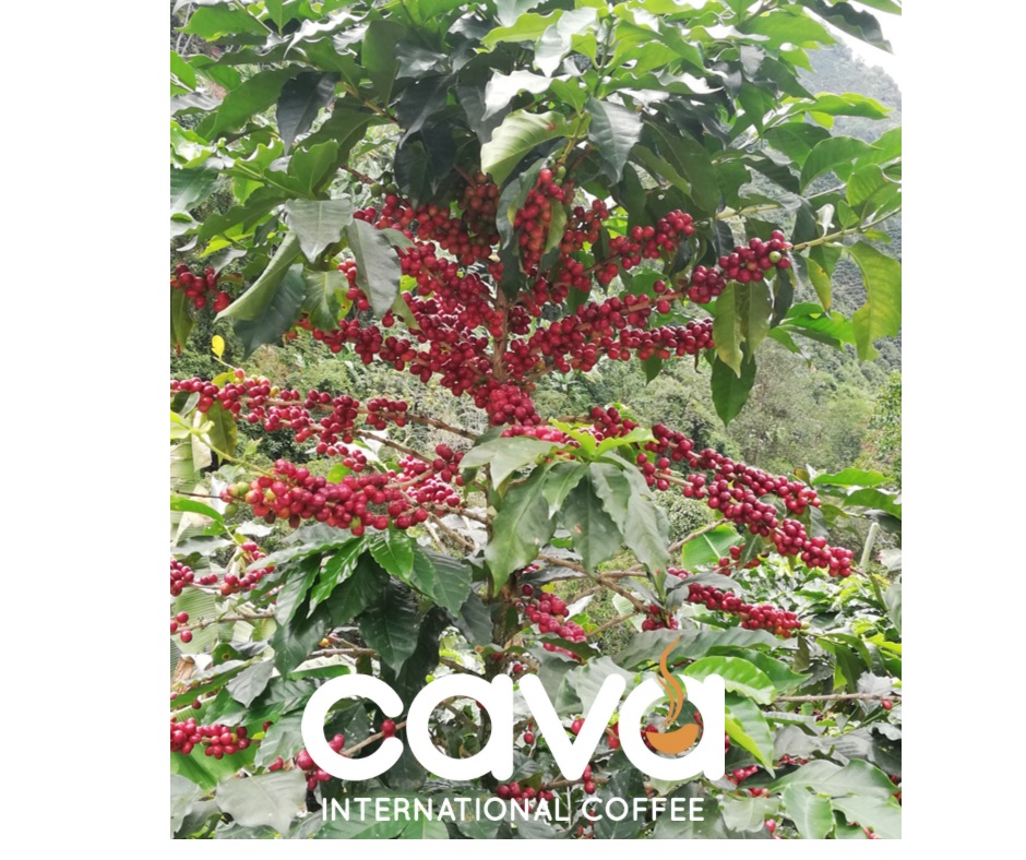 Cerezas de café maduras en la planta, listas para la cosecha