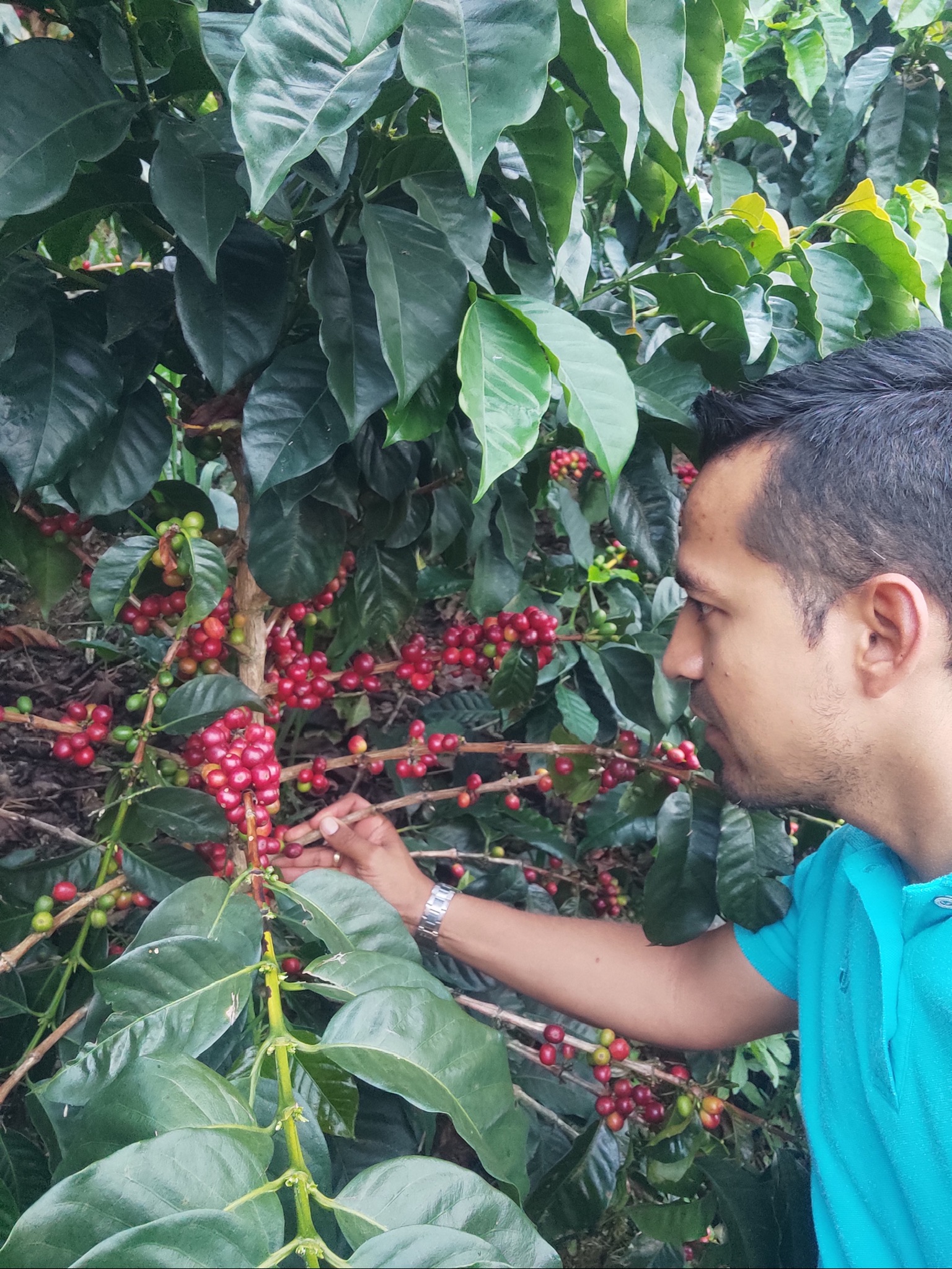 Recolección artesanal de café en Finca Esperanza, Huila